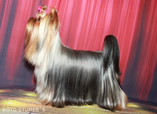 STJUMERS AVANTURA — Labaza DogPedigree YorkshireTerrier