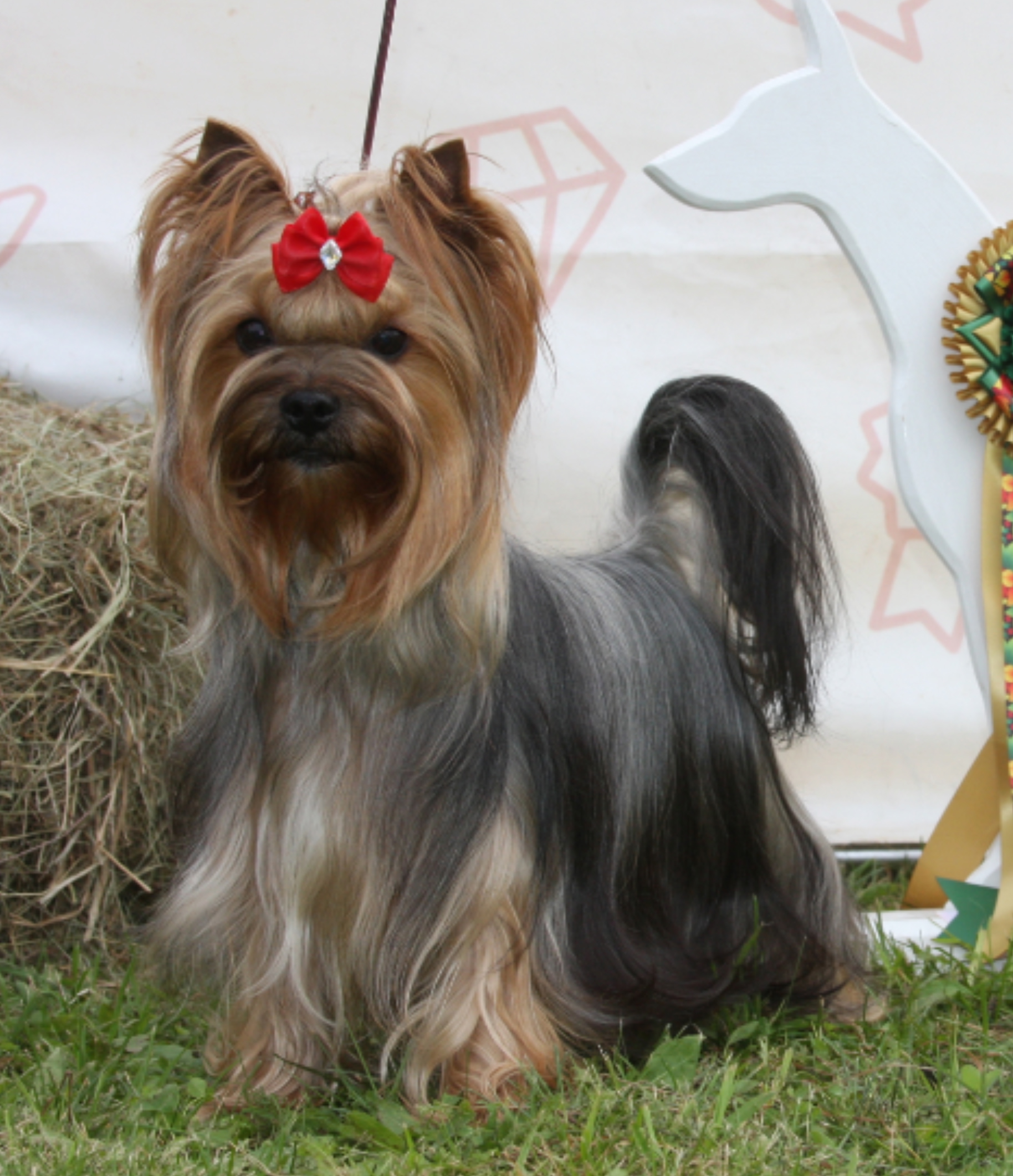LAVR DARING — Labaza DogPedigree YorkshireTerrier