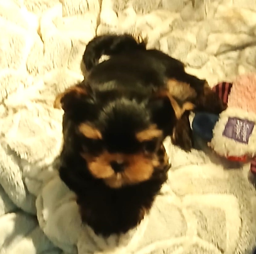 Laranta LARANTA OCTAVIAN — Labaza DogPedigree YorkshireTerrier