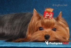  VERONIKA FOR LETVORD — Labaza DogPedigree YorkshireTerrier