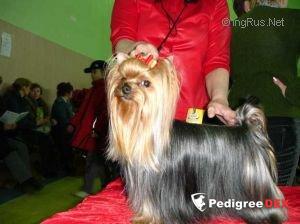  MOYA MECHTA BORDEAUX — Labaza DogPedigree YorkshireTerrier