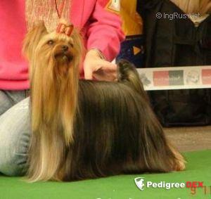  CRASH BANDICOOT WILD FANTASY — Labaza DogPedigree YorkshireTerrier