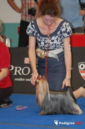  ICE CREAMS KISS WILD FANTASY — Labaza DogPedigree YorkshireTerrier