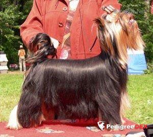  MAGICWOOD CONFINDE IN ME — Labaza DogPedigree YorkshireTerrier