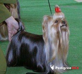 FANTAGIRO WILD FANTASY — Labaza DogPedigree YorkshireTerrier