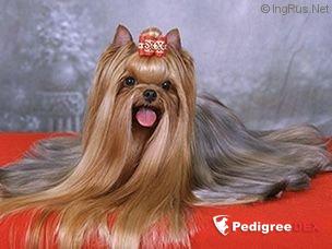  LAKKI STAR KAMASUTRA — Labaza DogPedigree YorkshireTerrier