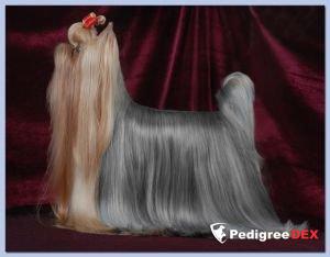 LAKKI STAR ANAIS-ANAIS — Labaza DogPedigree YorkshireTerrier