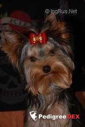 RED HOT CHILLI WILD FANTASY — Labaza DogPedigree YorkshireTerrier