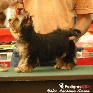 FLASH DANCE WILD FANTASY — Labaza DogPedigree YorkshireTerrier
