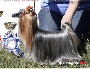  LAKKI STAR MOSKVA — Labaza DogPedigree YorkshireTerrier