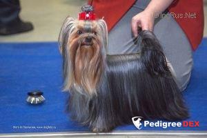  MAGICWOOD CASABLANCA — Labaza DogPedigree YorkshireTerrier