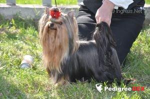  ROMY SCHNEIDER WILD FANTASY — Labaza DogPedigree YorkshireTerrier