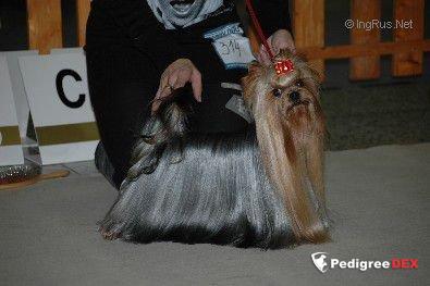  GUDYORK STARLIGHT — Labaza DogPedigree YorkshireTerrier