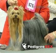 GUDYORK MISTRAL — Labaza DogPedigree YorkshireTerrier