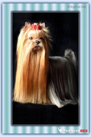 Durrer DURRER'S I REMEMBER YOU — Labaza DogPedigree YorkshireTerrier