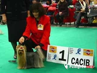  X-MAS SUPRISE OF NEW DEAL — Labaza DogPedigree YorkshireTerrier