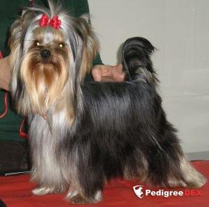  LOCURA DEL VALLE ENCANTADO — Labaza DogPedigree YorkshireTerrier