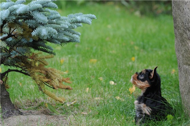 Laranta LARANTA JAM SESSION — Labaza DogPedigree YorkshireTerrier