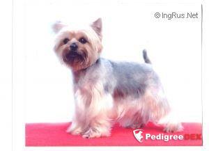 ESTUGO'S ANDREA CHENIER