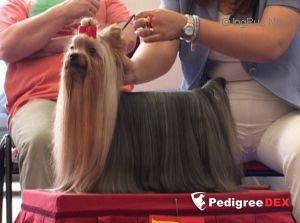 HASSENDEAN ROYAL EDITION