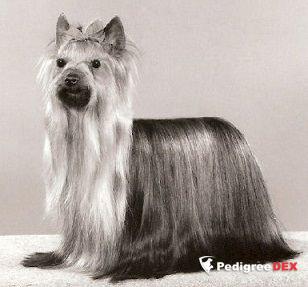 OZMILION DANCE OF ROMANCE — Labaza DogPedigree YorkshireTerrier