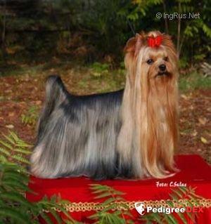  ESTUGO'S SIMON — Labaza DogPedigree YorkshireTerrier