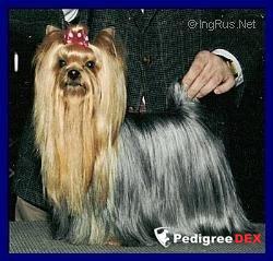 ORWICK'S IN THE NICK OF TIME — Labaza DogPedigree YorkshireTerrier