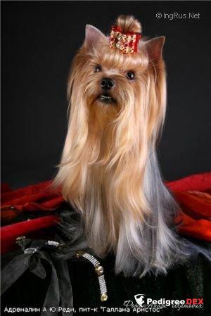  ADRENALIN ARE YOU READY — Labaza DogPedigree YorkshireTerrier