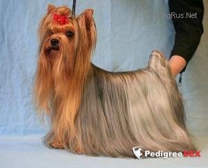  ADRENALIN GREAT AMBITIONS — Labaza DogPedigree YorkshireTerrier