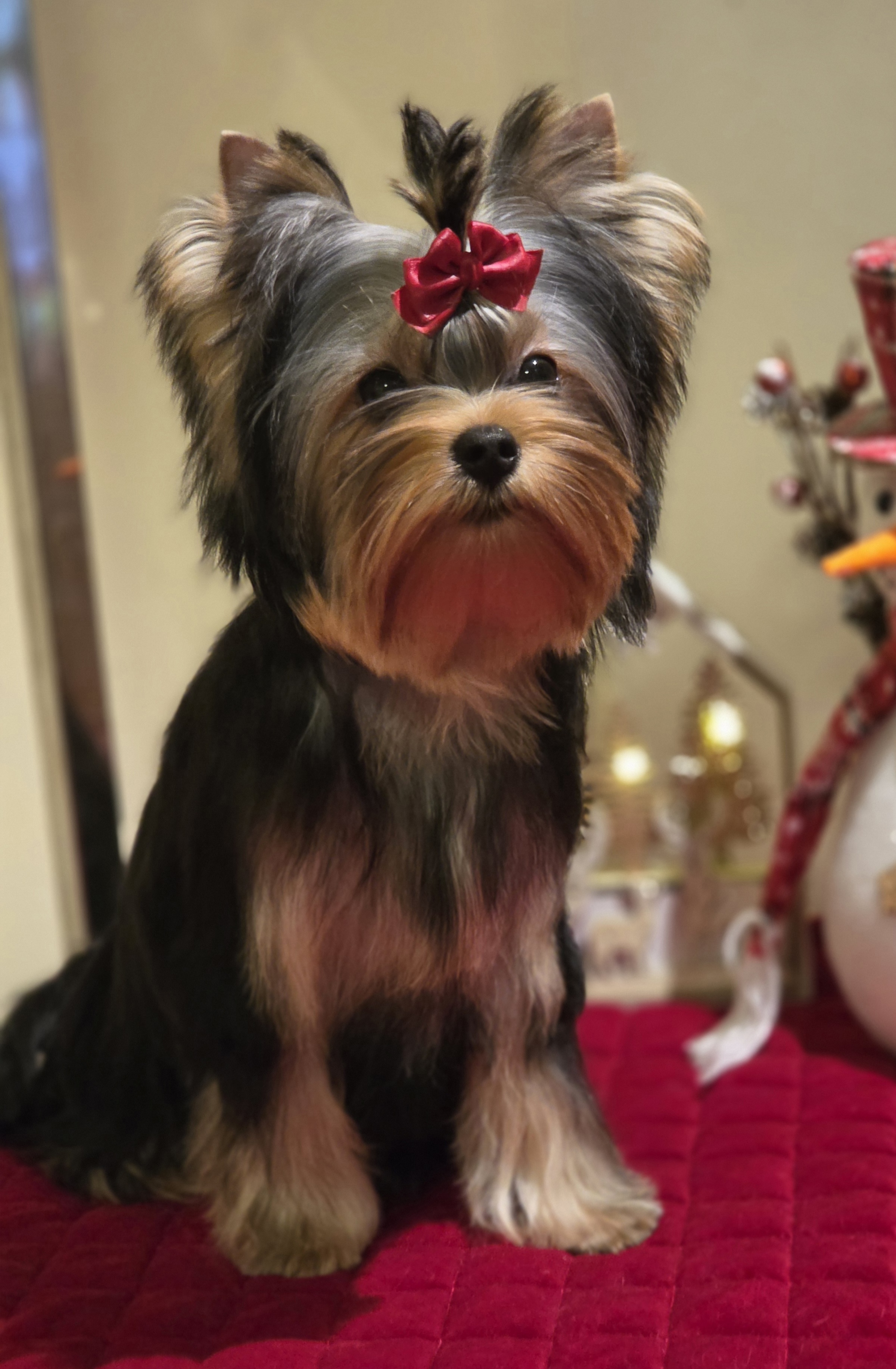  ELEGANT BAUBLES SKY SUPERNOVA — Labaza DogPedigree YorkshireTerrier