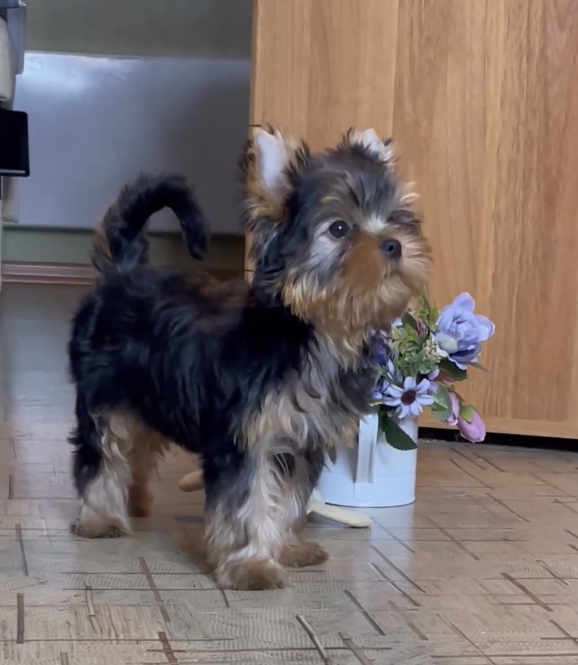 STAR QUEEN OPTIMIST — Labaza DogPedigree YorkshireTerrier
