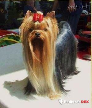  SPICE GIRL FERIBETTY — Labaza DogPedigree YorkshireTerrier