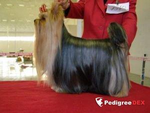 GUDYORK BIJOU — Labaza DogPedigree YorkshireTerrier