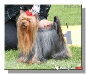XTRA XTRA YOREX TOP-TEN — Labaza DogPedigree YorkshireTerrier