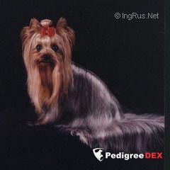 CHOTLADA'S SANFRANCISCO