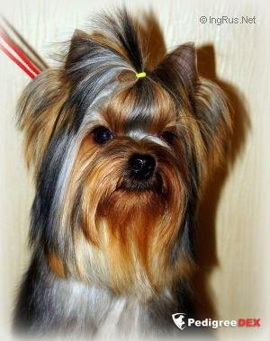  SHARMNATAN'S WINDY — Labaza DogPedigree YorkshireTerrier
