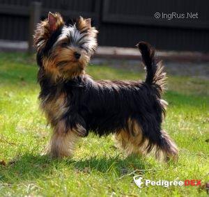  SHARMNATAN'S ACTION ART — Labaza DogPedigree YorkshireTerrier