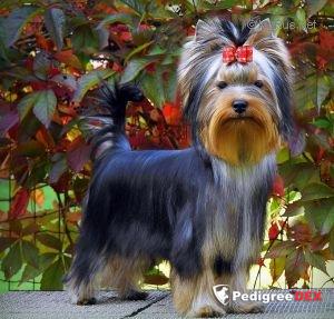  SHARMNATAN'S COME TOGETHER — Labaza DogPedigree YorkshireTerrier