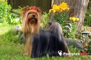  SHARMNATAN'S GOLD ROSE — Labaza DogPedigree YorkshireTerrier
