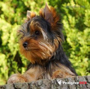  SHARMNATAN'S CHLOE ROSE EDITION — Labaza DogPedigree YorkshireTerrier