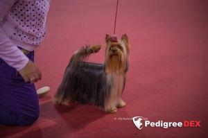  SHARMNATAN'S AROUND MY HEART — Labaza DogPedigree YorkshireTerrier