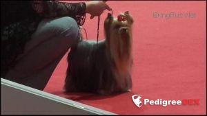  SHARMNATAN'S ALWAYS SANNY — Labaza DogPedigree YorkshireTerrier