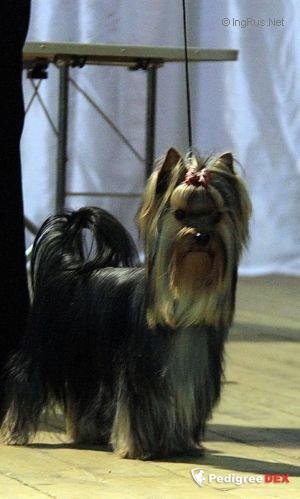  SHARMNATAN'S YUMMI SCRUMMY — Labaza DogPedigree YorkshireTerrier