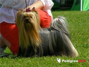 SHARMNATAN'S LE PETITE MISHELLE