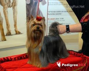 SHARMNATAN'S GEM SIMPLY DIVINE — Labaza DogPedigree YorkshireTerrier