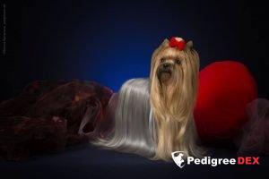  SHARMNATAN'S YOU ARE MY SUNSHINE — Labaza DogPedigree YorkshireTerrier