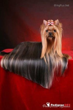 SHARMNATAN'S POLE STAR