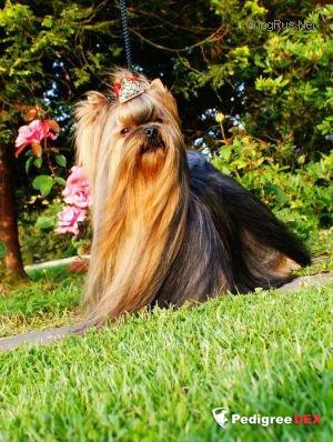  GUEMART'S MILLION DOLLAR — Labaza DogPedigree YorkshireTerrier