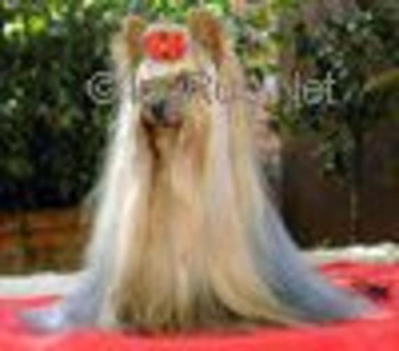 CORAL HORFEO'S — Labaza DogPedigree YorkshireTerrier