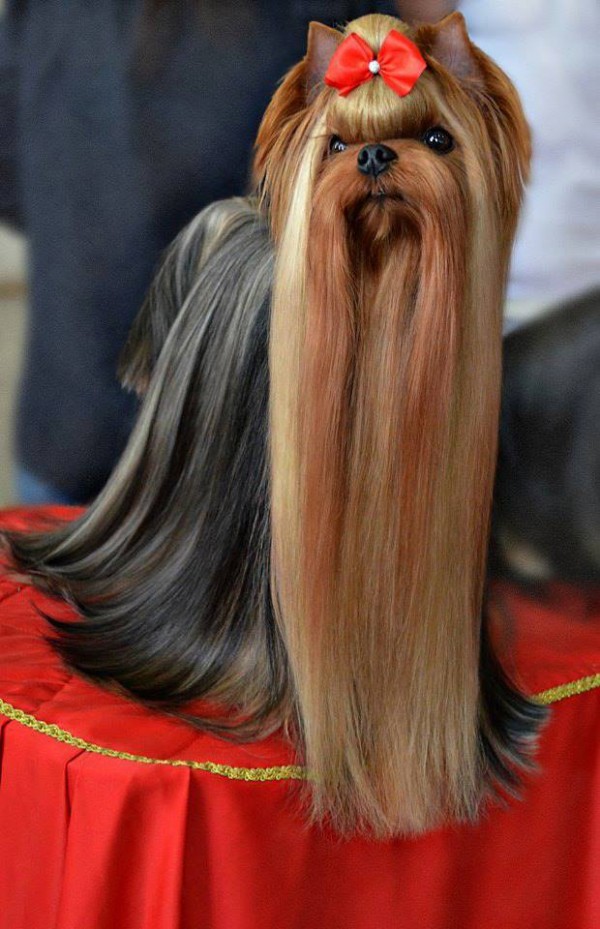  ROYAL BUTIQUE KAMIKADZE — Labaza DogPedigree YorkshireTerrier